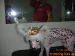 Китайская хохлатая собака (пуховка). Фотографии