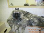 Пекинес (пекинская собака). Фотографии