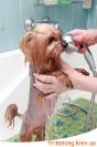 SPA-процедуры для собак