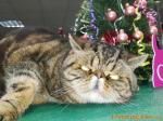 Котик-экзотик затаился под новогодней композицией от FleurDeLaVie