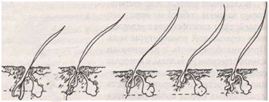 Жизненный цикл волоса