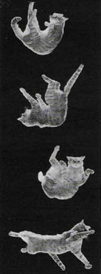 Анатомия кошки Равновесие