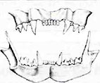 Анатомия кошки Зубы