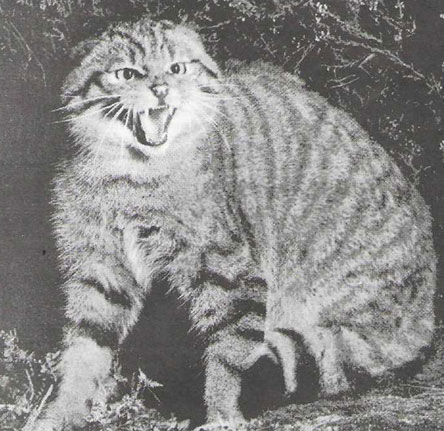 камышовый кот