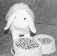 Кролик и капуста или не только о питании