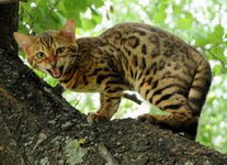 Питомник бенгальских кошек LuxuryCat  (Днепропетровск)