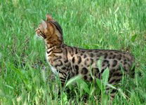 Питомник бенгальских кошек LuxuryCat  (Днепропетровск)
