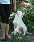 Продается щенок породы Белая швейцарская овчарка,  девочка 4.5 мес