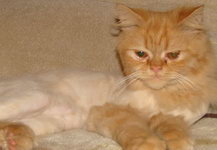 пропал рыжий персидский стриженый кот по кличке Боня