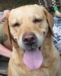 17 августа 2010, пропала собака, лабрадор-ретривер
