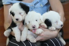 12 июля 2010 года в Сочи родились щенки староанглийской овчарки (бобтейла)