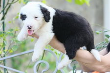 12 июля 2010 года в Сочи родились щенки староанглийской овчарки (бобтейла)