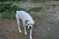 Нашлась собака - немецкий боксер,  сука,  белая с коричневым одним ухом