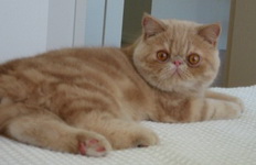 найден экзотический короткошерстный красный табби кот