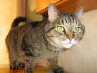 В августе 2010 года на Соломенке найден крупный домашний, тигрового окраса  кот