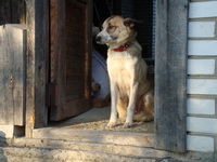 25.10.2010 утром убежала с передержки в Старых Петровцах собака сука