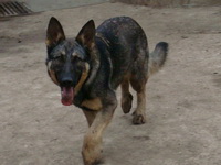 Найдена собака! 17.11.2010 в пгт. Березань Киевской области