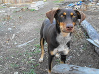 15.11.2010  Пропала собака (гончей породы), жила на Русановских садах.