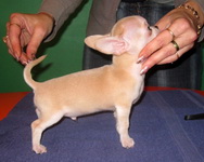 Продается красивый щенок чихуахуа мальчик