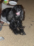 Найдена собака Чёрный английский кокер спаниель
