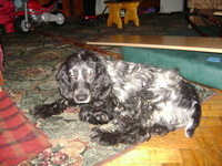 Возле м. Дарница 3 января 2011г нашлась собака спаниель,  кобель