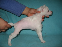 Продам щенка китайской хохлатой собаки. бело-кремовая девочка