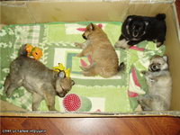 Шпиц. 4 щенка родились 31.12.09.