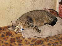 13 апреля 2010 пропала кошка по ул. Радужная