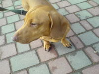 7 мая 2010 г. в г. Одессе найдена собака кроличья такса