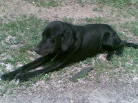 13.05.2010г. - Найдена молодая собака,  черная в ошейнике