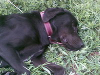 13.05.2010г. - Найдена молодая собака, черная в ошейнике