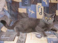 Продам британского кота голубого окраса