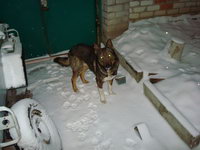 пропала собака 24 декабря 2009 года. Похож на овчарку в Харькове на Баварии
